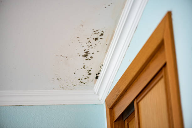 Attic Mold Removal in Jackpot, NV