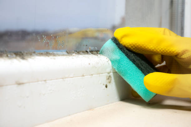 Best Home Mold Removal  in Jackpot, NV