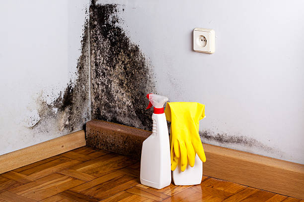 Best Affordable Mold Removal  in Jackpot, NV